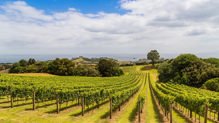 Waiheke wine